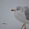 Ring-billed gull in winter