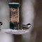 Chickadees in the Snow