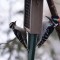 The Downy and the Hairy Woodpecker