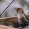 The Common Redpoll have returned!