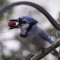 Blue Jay and the Grape