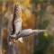 Common Owl, Uncommon Opportunity