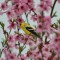 “American Goldfinch in Blossoms”