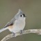 This Tufted Titmouse is alert and active in a light snow
