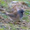 Pink-sided Junco in Mississippi (I think)