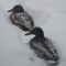 Mallard ducks in the blizzard seek shelter