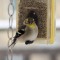 Goldfinch with eye disease