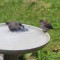 Eastern Bluebird Fledglings
