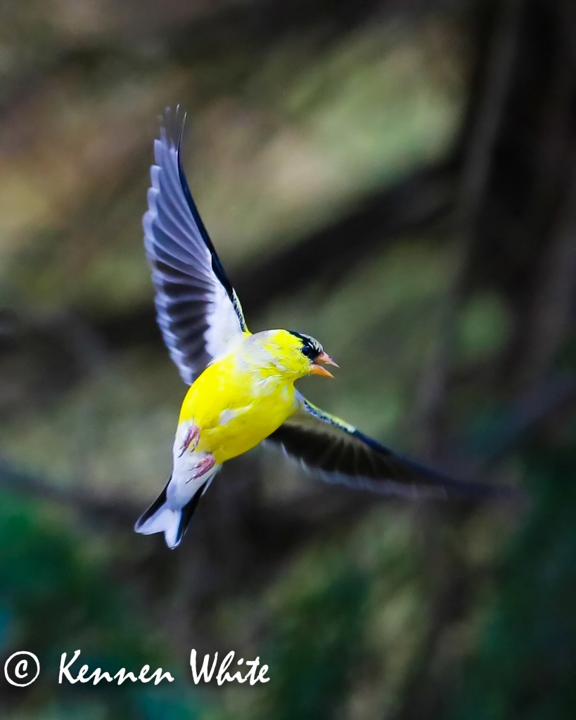 goldfinch flying