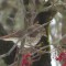 Hermit Thrush on an ice-encrusted branch.