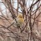 House Finch (Yellow Morph)