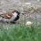 House Sparrow Can’t Wait to Eat!
