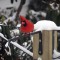 Cardinals in the Snow