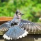 The Beautiful “Boring” Blue Jay