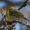 Pine Warbler in the snowy north