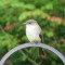 Frequent Flycatcher: The Eastern Phoebe