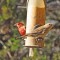 A House Finch couple