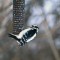 “boring” woodpecker