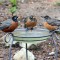 Robins at bird bath