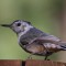 Lively young Nuthatch