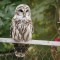 Barred Owl visiting