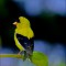 American Goldfinch in his summer glory
