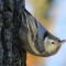 nuthatch with a mouthful