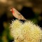 House Finch on a Prickly Perch