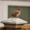 Tail-less House Sparrow