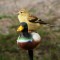 A Juvenile Goldfinch Finds a New Perch