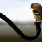 Goldfinch in Winter Garb.