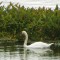 Beautiful Swan!