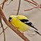 Male Goldfinch scrathin’ an itch