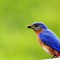Male Eastern Bluebird with Cranberry