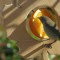 An Orange for an Orange-crowned Warbler