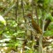 An enchanting encounter with the Wood Thrush