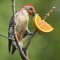 Red-bellied Woodpecker withe Orange