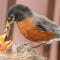 Baby Robins being fed