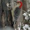 Red Belly Wood Pecker captured on Trail camera