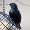 Just Another Starling