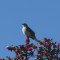 Northern Mockingbird with Berries