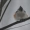 Titmouse making the Best of the Jan Blizzard