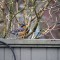 A male Varied Thrush on our backyard fence Jan 2015