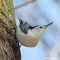 White-breasted Nuthatch – Sweetly Posing