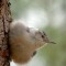 White-breasted Nuthatch – very fluffy