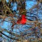 Winter cardinal