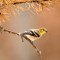 American Goldfinch-Winter Plumage