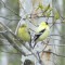 Male and female American goldfinch