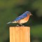 Backyard Bluebird
