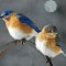 Bluebird couple